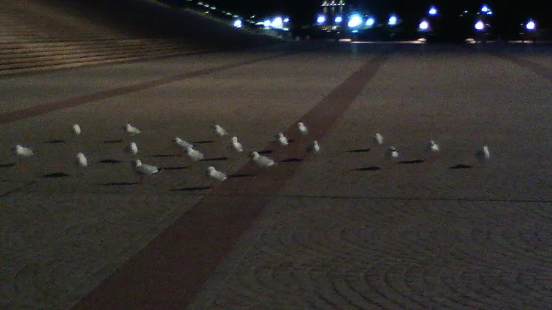 夜の広場の石畳にカモメが集まっている写真
